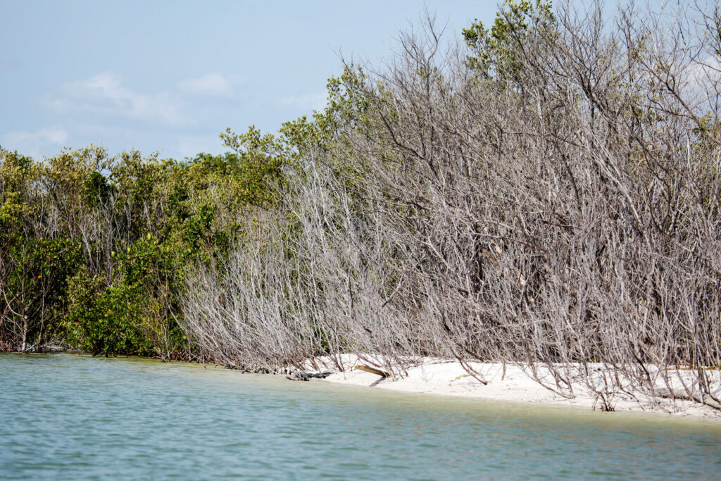 Tigertail mangroves_1